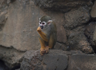 Common squirrel monkey