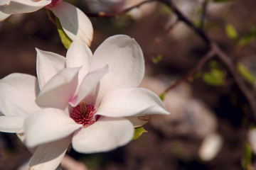 Blurred floral background.One large white magnolia flower on bokeh background. Cropped shot, horizontal, place for text, nobody, background. The concept of nature and spring