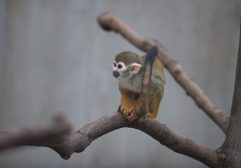 Common squirrel monkey