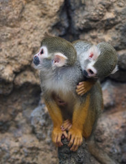 Common squirrel monkey