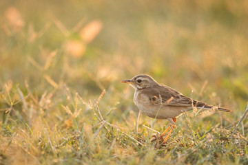 Obraz premium Paddyfield Pipit ( Anthus rufulus ) at sunrise