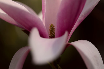 Blurred floral background. One large flower of pink magnolia on bokeh background. Cropped shot, horizontal, place for text, nobody, background. The concept of nature and spring