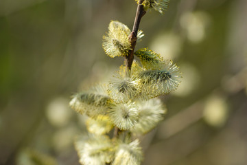 image of a willow branches