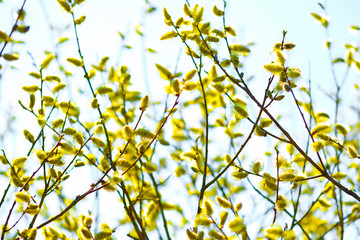 image of a willow branches