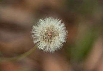 who doesn't love wild dandelions during the spring season?