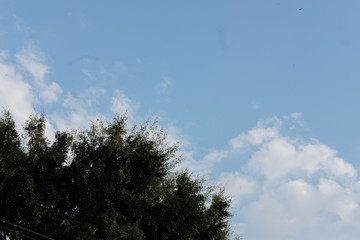 Tree branch on tree and sky 