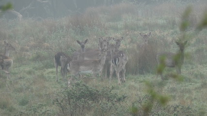 Deer Kids in the Spring Mist at Creche