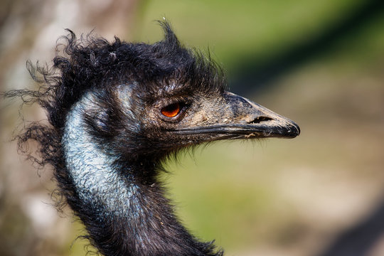 Portrait of Australian Emu (Dromaius novaehollandiae), view of neck and head