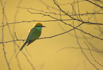 Little Green bee eater on perch at sunrise