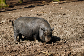 Full body of pig breed Vietnamese Pot-bellied