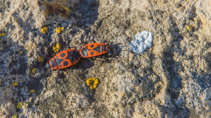 Two red beetles (cotton dyes) from the family Pyrrhocoridae, mating in early spring.