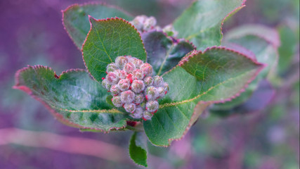 Background from young plants. View from above. Blue and purple color.