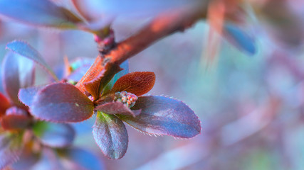 young plant escape in spring. Blue and purple color.