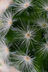 cactus flower top view closeup