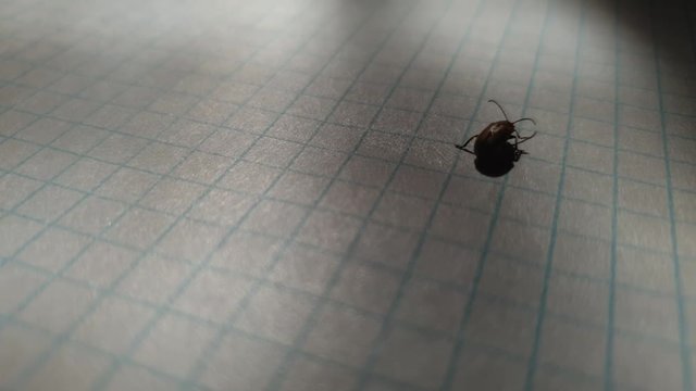 Brown beetle crawls on the notebook sheet. Beetle on a sheet of paper.