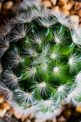 cactus flower top view closeup