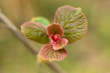 Young kiwi fruit buds spring season