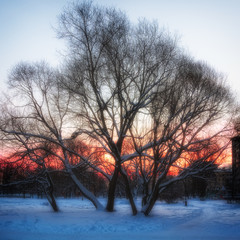 Winter landscape - dawn in the city Park
