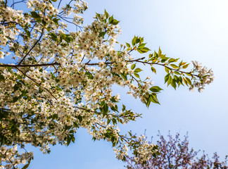 Sakura blossom in Chinese park.