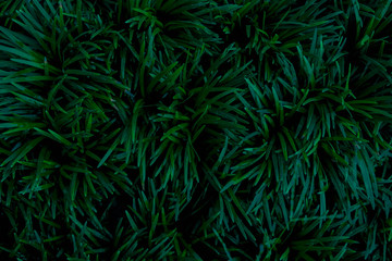 Green grass top view for background.