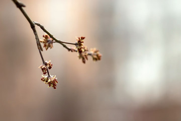 Spring cherries, pink flowers. Flowering fruit trees.