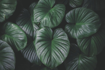 Close up tropical nature green leaf caladium texture background.