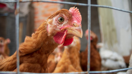 Chickens in the aviary close-up