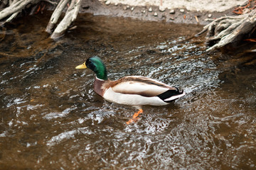 Portrait of a females of duck on the water