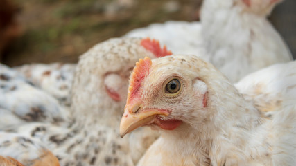 Chickens in the aviary close-up