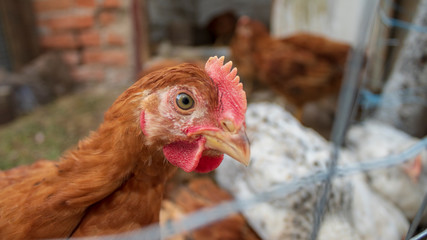 Chickens in the aviary close-up