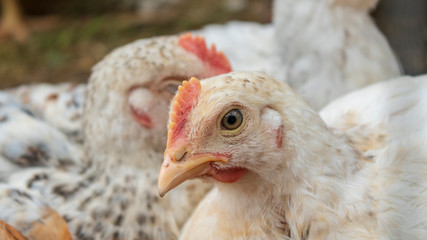 Chickens in the aviary close-up