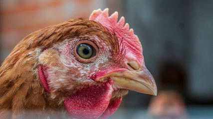 Chickens in the aviary close-up