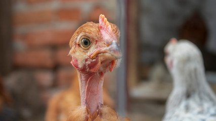 Chickens in the aviary close-up