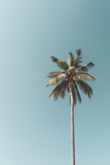 Copy space of tropical palm tree with sun light on sky background. © tonktiti