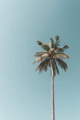 Kopieren Sie Platz der tropischen Palme mit Sonnenlicht auf Himmelshintergrund. © tonktiti