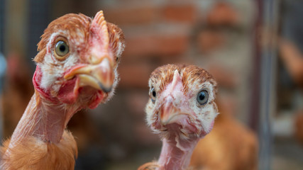 Chickens in the aviary close-up