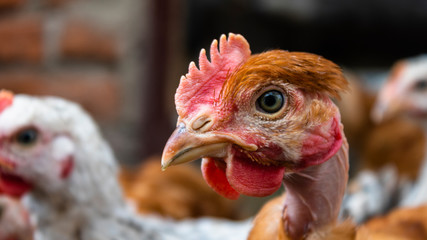 Chickens in the aviary close-up
