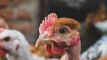 Chickens in the aviary close-up