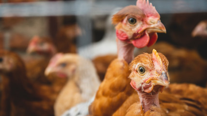 Chickens in the aviary close-up