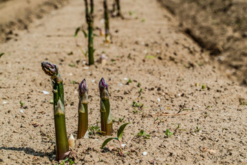 SPARGEL 54