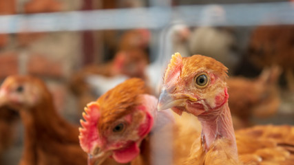 Chickens in the aviary close-up