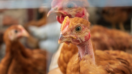 Chickens in the aviary close-up
