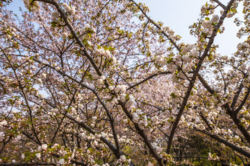Sakura blossom in Chinese park.