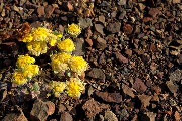 Yellow Rosita Cruckshaksia verticillata flower growing on dry ground of small stones in arid landscape of Atacama desert at Pan de Azucar