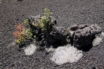 Isolated dried plants on black volcanic ashes in central Chile