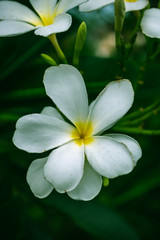 white flower on a background