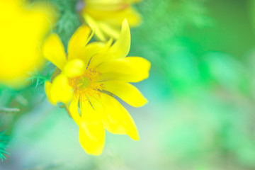 Fototapeta na wymiar Yellow flowers adonis vernalis in the spring garden