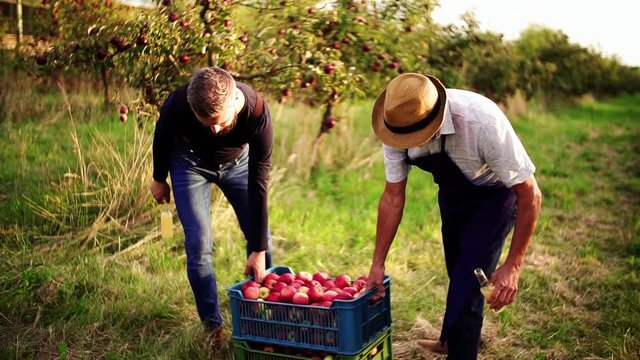 A senior man and adult son with cider in apple orchard in autumn.