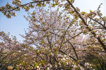 Sakura blossom in Chinese park.