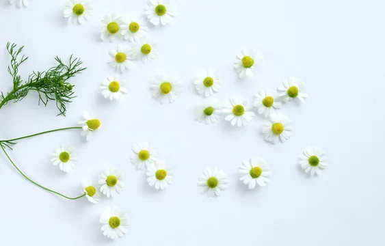 ナチュラルなカモミールの花 白背景 Stock Photo Adobe Stock